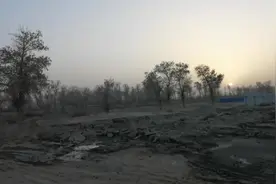 新疆喀什地区的落日，7点半了太阳还挂在树梢上。