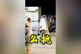 一窝小狗怎么挑？看完你就会了#怎么挑小狗 #小狗崽 #中华田园犬 #小奶狗 #挑选小狗 @DOU+小助手 视频封面