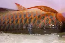 龙鱼鳞片撞掉了怎么办？安排给它插回去。#观赏鱼 #水族 #龙鱼 #抖音热门