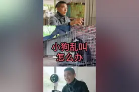 #小狗乱叫怎么办 准备好纸巾