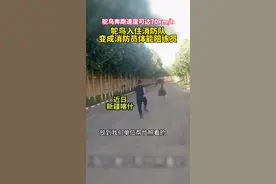 “下岗”鸵鸟入住消防队，变成消防员体能陪练