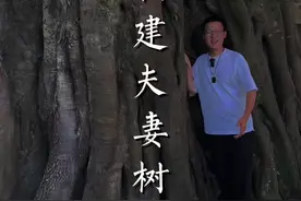 大榕树之所以成为“夫妻树”，原来背后有如此感恩的爱情故事……