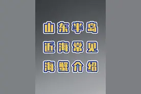 我又整理了一下山东半岛近海常见的螃蟹。其中梭子蟹，石夹红我吃过，你们呢？评论区打出来吧！#螃蟹🦀 #赶海 #大海的馈赠 #海洋生物科普视频封面
