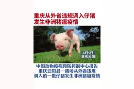 重庆发生非洲猪瘟，死亡64头仔猪#非洲猪瘟