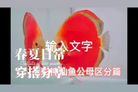 七彩神仙鱼三十多个品种图鉴和公母区分篇#七彩神仙鱼 #观赏鱼