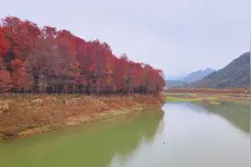 #台州网红打卡地  小芝镇红树林