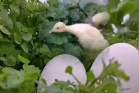 野菜：鹅儿草遍地都是，摘回家炒鹅蛋，脆嫩爽口，简单营养。视频封面