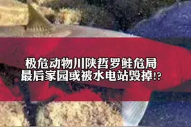 投资81.5亿的水电站危及“水中大熊猫”川陕哲罗鲑!? 环保组织提公益诉讼,阿坝中院:已受理 #濒危物种 #保护野生动物 #环境污染 