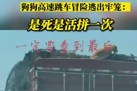 逃出了牢笼，结局却让人揪心#社会百态 #热点 视频封面