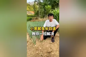#三农 小葱种植的时候容易起腻虫长白斑，教你一招解决#农业种植 #种植小技巧 #农技推广 #小葱种植 #抖音助农 #一平米田园梦