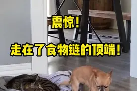 震惊！走在食物链顶端的竟然是这么可爱的生物！#猫咪的迷惑行为 #猫
