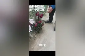 鸡冠花  每天认识一种中药材，今天认识一下鸡冠花，有些地方又叫老来红，鸡髻花等名字。#中草药材 #鸡冠花 