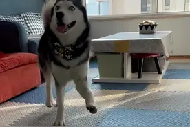 它来了它来了、它踢着正步走来了#太阳的步伐 #踢正步的哈士奇