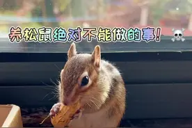 养松鼠绝对不能做的事！#松鼠 #花栗鼠