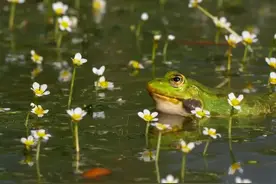 青蛙鼓着腮帮子的样子好可爱。 #青蛙  #人与自然和谐共处