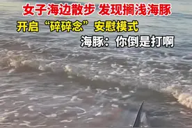 8月30日 #海南三亚 女子海边散步，发现搁浅海豚，开启“碎碎念”安慰模式，海豚：你倒是报警啊。 #海豚 #惊不惊喜意不意外视频封面