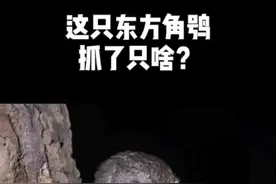 东方角鸮#神奇动物在抖音 #动物世界 #科普 #动物 #生物多样性 @抖音短视频 #国家保护动物 #国家二级保护野生动物 