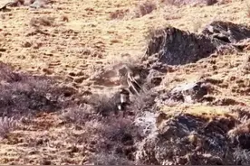 高原雪豹猎食牧民家小牦牛，被牧民发现及时驱离#野生动物零距离 #爱护大自然保护野生动物 #高原牦牛 #记录高原 #神奇动物在抖音 #动物世界 #真实的牧区生活 #敬畏自然 #雪豹 #牦牛 视频封面