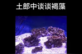 土郎中谈褐藻，褐藻不怕，方法对都会绿的？#海水鱼 #海水缸