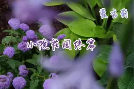 在农村小院做了个花园，等月季爬满整墙花园就太美啦！视频封面