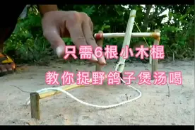 六根木棍教你捉野鸽子煲汤喝！快来学吧#废品变宝手工制作