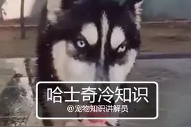 #二哈 #哈士奇 帅吗？我用智商换的