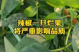 辣椒烂果原因分析及全套用药方案，收藏备用#新农人计划2021 #病虫害防治 #农药 #辣椒种植 #蔬菜大棚 #与我合拍 