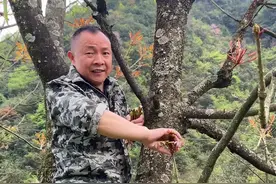 有多少人分不清香椿和漆树？#汉中 #农村生活 #大山里的原生态 #大自然的馈赠 #乡村振兴 #抖音助农