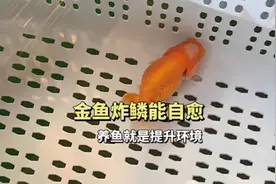 金鱼腹水炸鳞怎么处理？自愈的方法更加安全可靠#观赏鱼