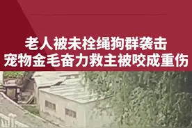  8月3日吉林长春，群狗未栓绳袭击过路老人，宠物狗金毛拼命救主受伤 视频封面
