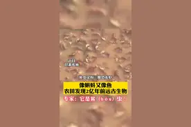 像蝌蚪又像鱼，农田发现2亿年前远古生物，专家：它是鲎（hòu）虫！视频封面