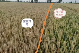 保美乐第三遍，黄金收，抗干热风，抗早衰#保美乐小麦大增产