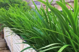 用韭菜根种韭菜，一个月就可以采收，好管理不招虫视频封面