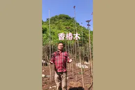 香椿木为什么又叫降龙木？#新农人计划2022 #抖音自然 