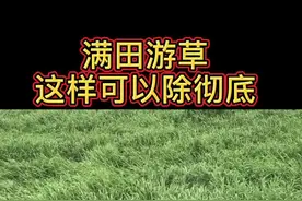 水稻田顽固的游草（稻李氏禾）为什么用高效氟吡甲禾灵能够除彻底，看到最后就明白了#除草#农业#种田视频封面