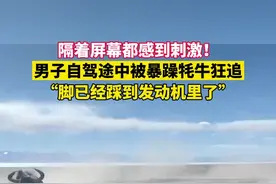 扑面而来的压迫感！男子自驾遇牦牛追击，自述：零百加速从没这么快过，将马力开到最大才侥幸逃脱视频封面