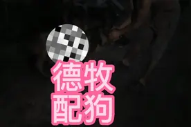 老四个发小带德牧前去借配母犬第一窝不好配不料大爷拿出秘密武器