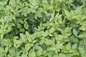 鬼针草具有清热解毒。祛疯活血消肿的功效。脾胃虚寒者慎用