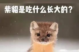这样可爱的紫貂到底是吃什么长大的？#紫貂视频封面