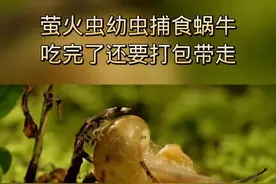 #动物 萤火虫幼虫吸干蜗牛，最后蜗牛壳也打包带走