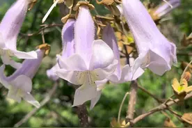 生活中常见的桐花，居然有这么大的用处，你学会了吗？ #三农 #新农人计划2023