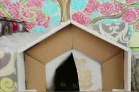 你们要的千岁岁的叫声！来喽！#vlog萌宠日常 #铲屎官和他的主人 #猫叫