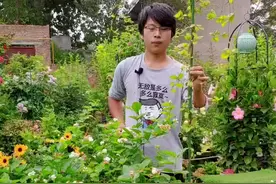 这种茉莉花，可以长成2米高的树，开花像菊花一样，它叫菊花茉莉，养它要注意2点视频封面