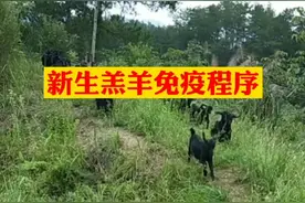 新生羔羊免疫程序（参考）#母羊#羔羊#羊病预防视频封面