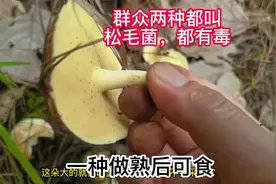 注意了！两种菌子群众都叫松毛菌都有毒！但有一种做熟可食