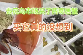 今天去花鸟市场买了两只寄居蟹#养龟日常 #爬宠 #我的宠物