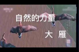 “长风万里送秋雁，对此可以酣高楼”，大雁也就此启程。