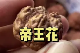 聊聊帝王花#精品文玩 #金刚菩提 #盘就完了