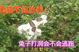 #来抖音学农技 兔子放养需要注意什么，打洞会不会逃跑