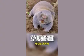 这个挖洞小能手叫草原鼢鼠，长得有些萌，皮可用、肉可吃、骨药用，虽然价值很高，但却是害鼠#萌知计划 #涨知识 #奇妙的动物 #生命的力量 #大自然